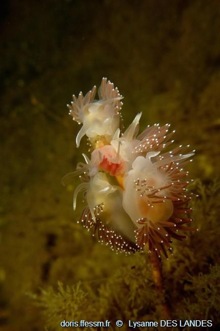 coryphella_verrucosa-ldl1004