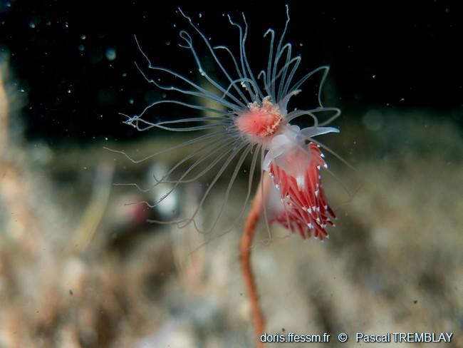 coryphella_verrucosa-pt00602