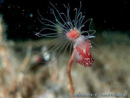 coryphella_verrucosa-pt00602
