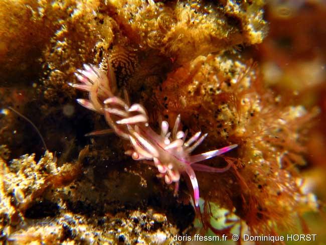 coryphellina_rubrolineata-dh1