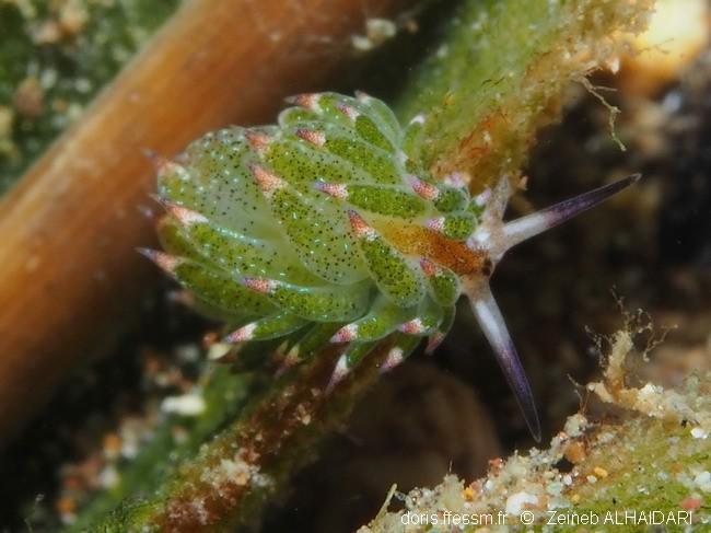 Costasiella Kuroshimae DORIS