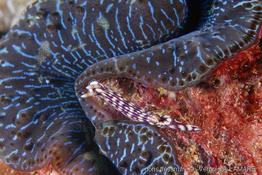 hypselodoris_whitei-vl1