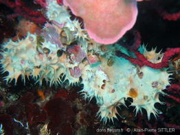 pleraplysilla_spinifera-aps-01