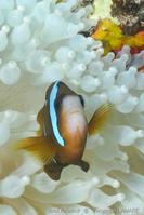 entacmaea_quadricolor-vl6