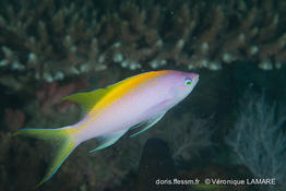 pseudanthias_evansi-vl1