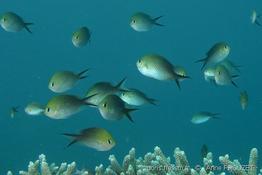 chromis_ternatensis_ap1