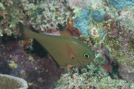 pempheris_vanicolensis-vl1