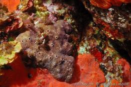 ircinia_variabilis-vl-01
