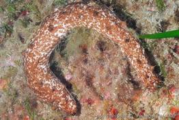 holothuria_tubulosa-vl2