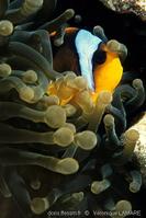 entacmaea_quadricolor-vl5
