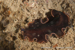 pseudobiceros_hymanae-vl1