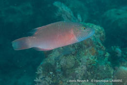oxycheilinus_digramma-vl1