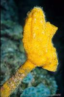 polycarpa_clavata-vl2