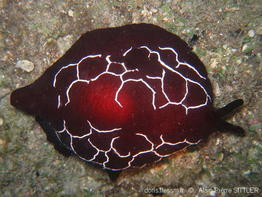 pleurobranchus_forskalii-aps101