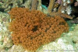 entacmaea_quadricolor-vl2