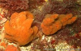 phorbas_plumosus-pl-09