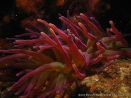 condylactis_gigantea_apr-02