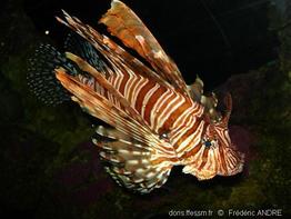 pterois_volitans-fa1