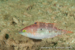 oxycheilinus_bimaculatus-vl1