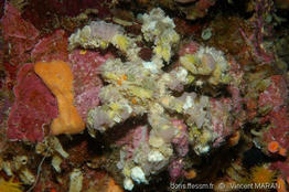 camposcia_retusa-vm1