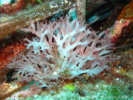 chrysymenia_ventricosa-slb2