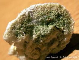 turbicellepora_coronopus-f6