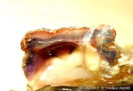 microcosmus_nudistigma-fa2c