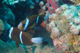 amphiprion_akindynos_vl1