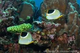 chaetodon_ephippium-vl1