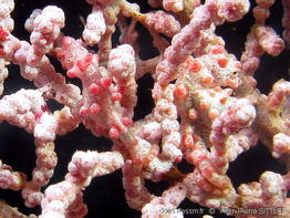 hippocampus_bargibanti-aps660