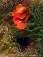 premnas_biaculeatus-apsi565