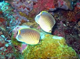 chaetodon_guttatissimus-slb5