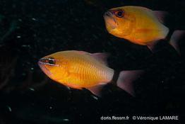 ostorhinchus_aureus-vl1