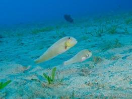 xyrichtys_martinicensis_ap1