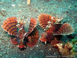 dendrochirus_brachypterus-slb4