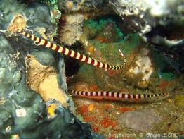 dunckerocampus_dactyliophorus-slb4