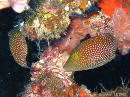 canthigaster_janthinoptera-slb4
