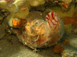 microcosmus-sabatieri-fa4