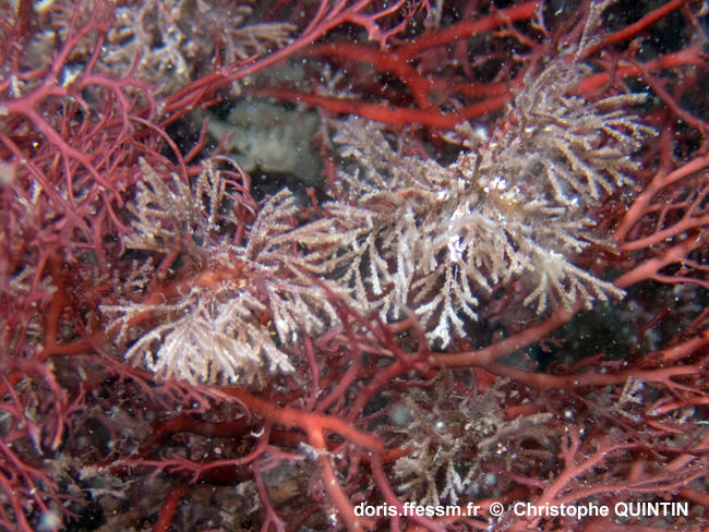 Cradoscrupocellaria_ellisii_cq_001 Cradoscrupocellaria_ellisii_cq_001