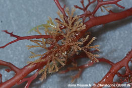 Cradoscrupocellaria_ellisii_qc_002