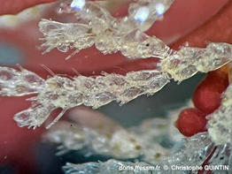 Cradoscrupocellaria_ellisii_qc_004