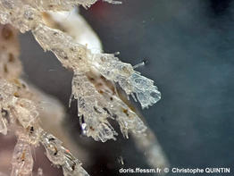 Cradoscrupocellaria_ellisii_qc_005