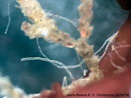 Cradoscrupocellaria_ellisii_qc_006