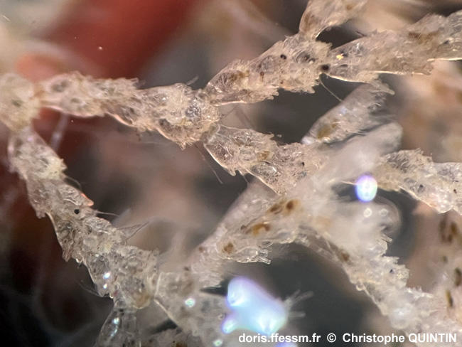 Cradoscrupocellaria_ellisii_qc_007.