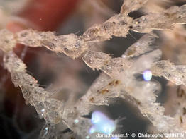 Cradoscrupocellaria_ellisii_qc_007.