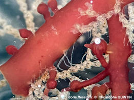 Cradoscrupocellaria_ellisii_qc_008