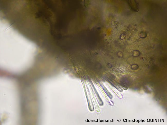 Cradoscrupocellaria_ellisii_qc_010