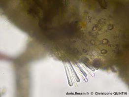 Cradoscrupocellaria_ellisii_qc_010