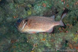 myripristis_adusta-vl1
