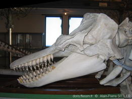 orcinus_orca-aps220